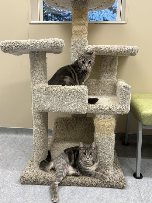 picture of the cat needing adoption