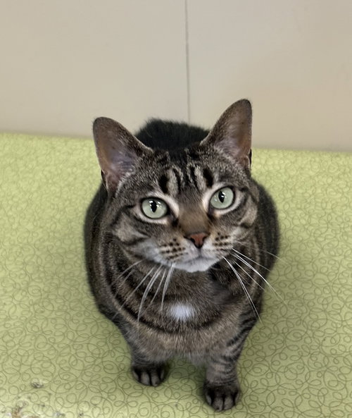 Gidget, Senior Domestic Short Hair (short coat), cat for adoption in Arlington, Vermont