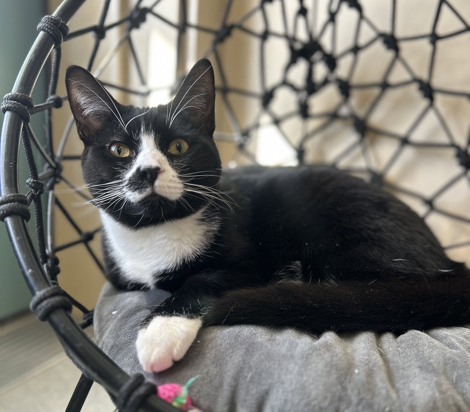 Charlie Image