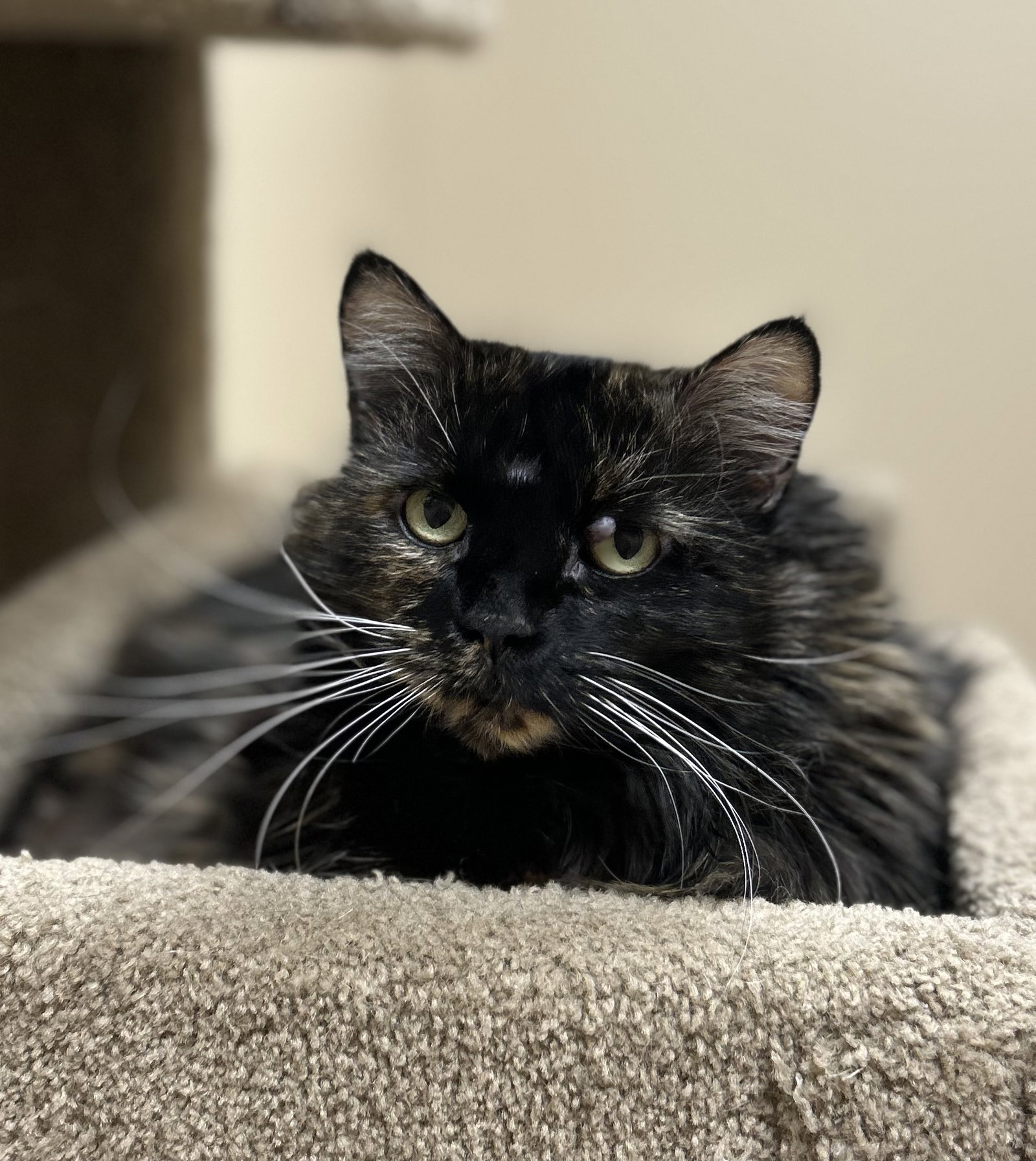 Bella