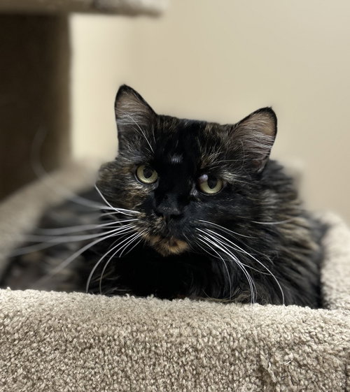 Bella, Senior Domestic Medium Hair (medium coat), cat for adoption in Arlington, Vermont