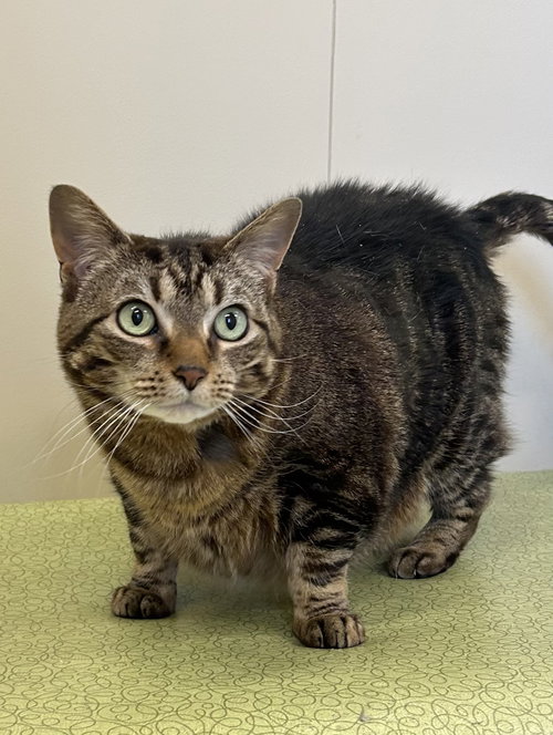 picture of the cat needing adoption