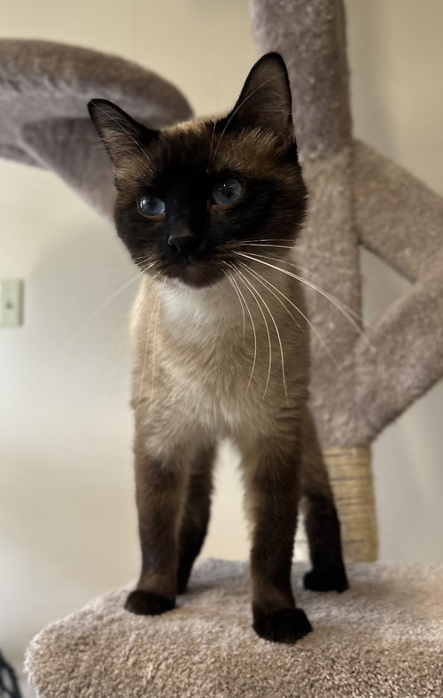 Sheldon, an adoptable Siamese in Arlington, VT