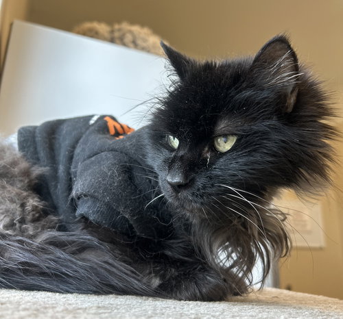 Missy, an adoptable Domestic Long Hair in Arlington, VT