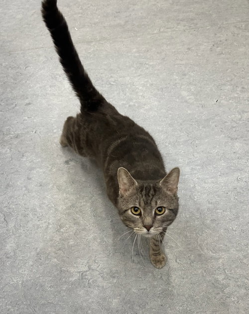 Odin, an adoptable Domestic Short Hair in Arlington, VT