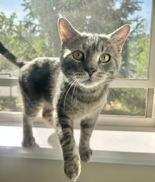 Odin, an adoptable Domestic Short Hair in Arlington, VT