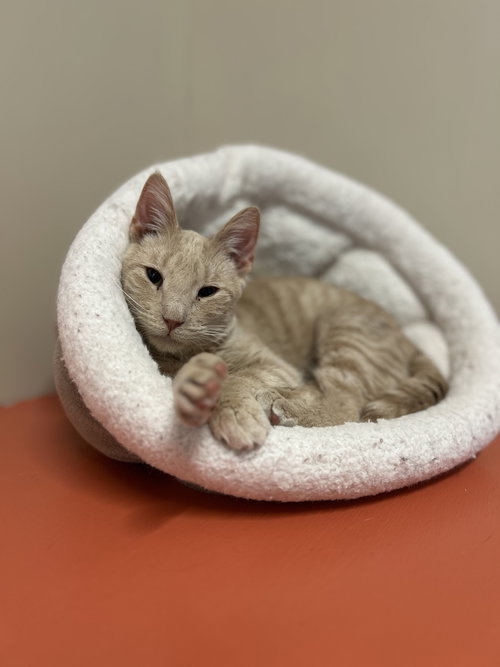 Milo, an adoptable Domestic Short Hair in Arlington, VT