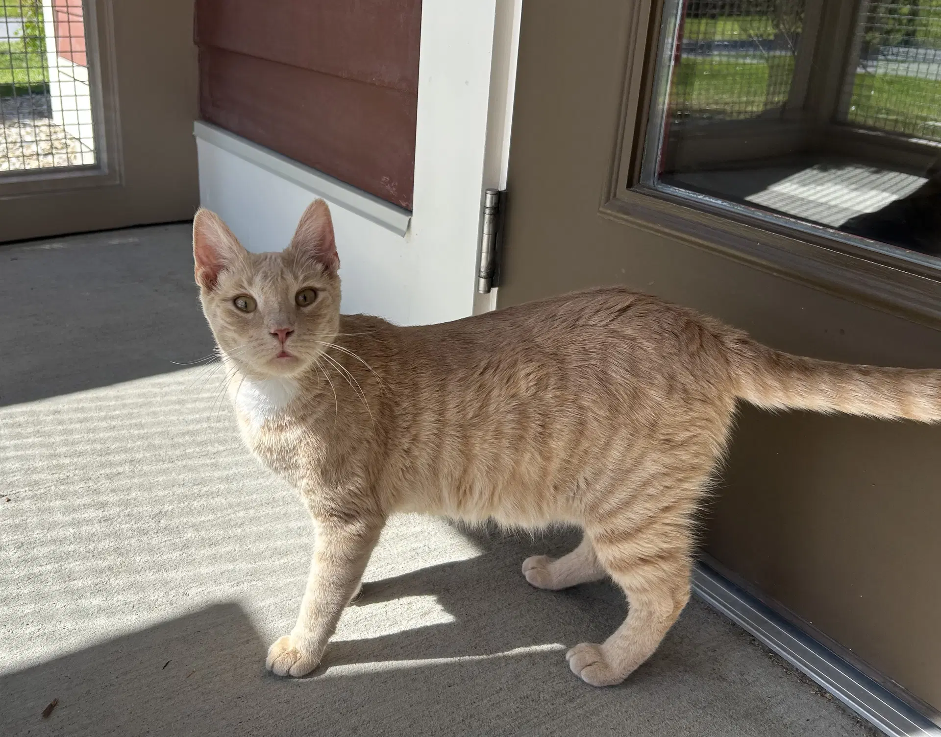 Milo - Domestic Short Hair