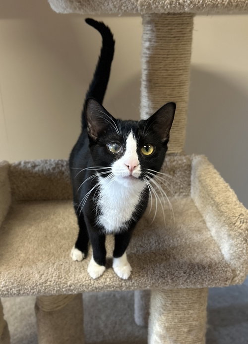 Aviva, an adoptable Domestic Short Hair in Arlington, VT