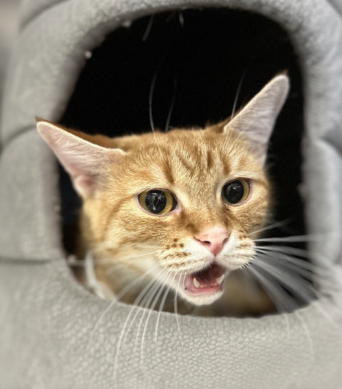 Bailey, an adoptable Domestic Short Hair in Arlington, VT