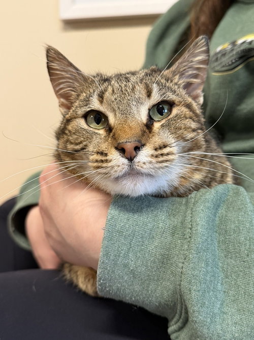 Iris, an adoptable Domestic Short Hair in Arlington, VT