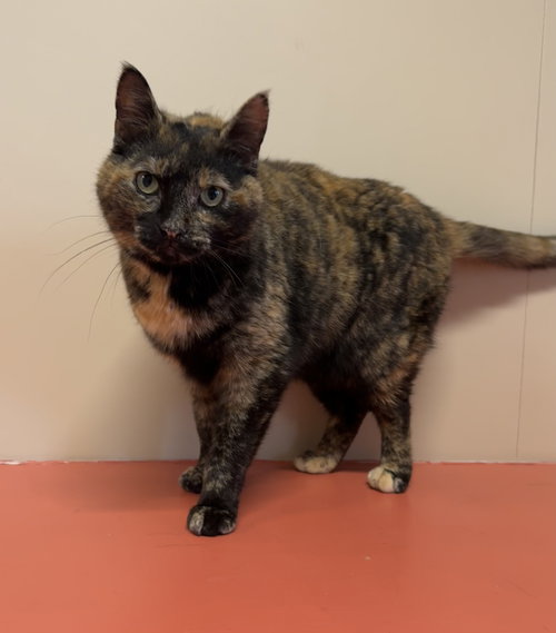 Poppy, an adoptable Domestic Short Hair in Arlington, VT