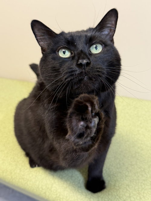 Kovu, an adoptable Domestic Short Hair in Arlington, VT