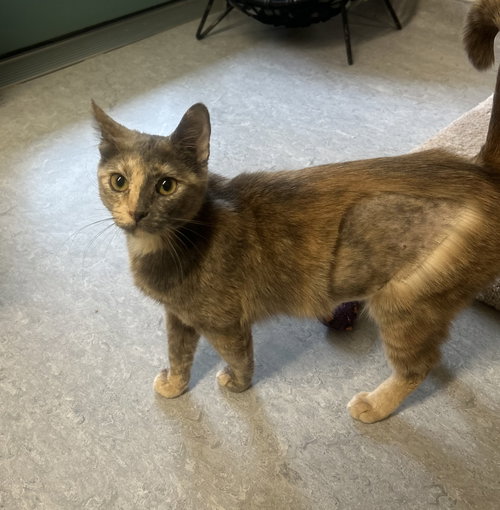 Monika, Adult Domestic Short Hair (short coat), cat for adoption in Arlington, Vermont