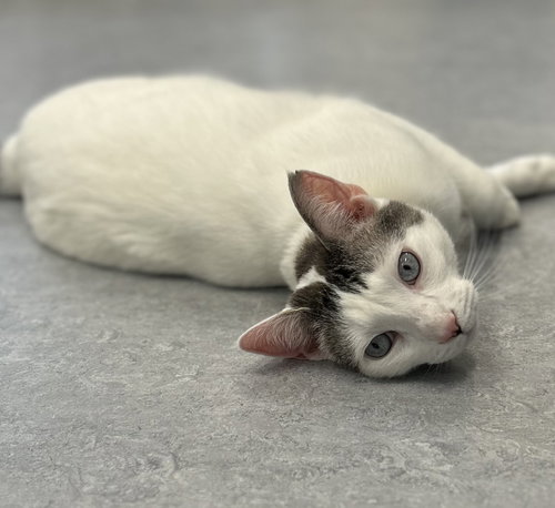 Zorro, Adult Domestic Short Hair / Siamese / Mixed (short coat), cat for adoption in Arlington, Vermont