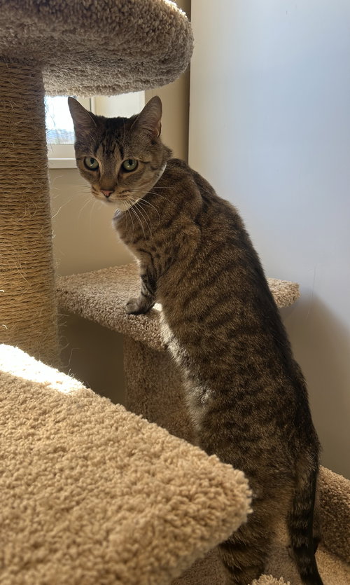 Peanut, Adult Domestic Short Hair (short coat), cat for adoption in Arlington, Vermont