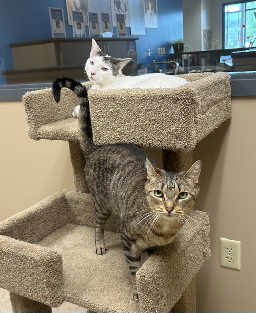 Peanut & Zorro, an adoptable Domestic Short Hair in Arlington, VT