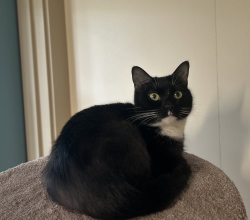 Joy, Adult Domestic Short Hair (short coat), cat for adoption in Arlington, Vermont