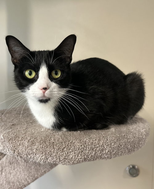 Maggie, Adult Domestic Short Hair (short coat), cat for adoption in Arlington, Vermont
