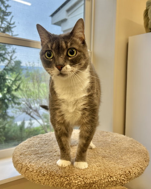 Bugsy, an adoptable Domestic Short Hair in Arlington, VT