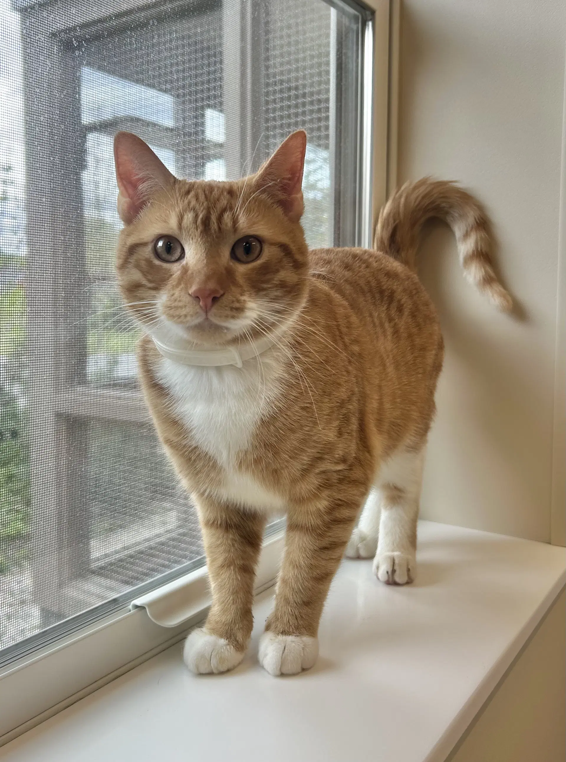 Tj - Domestic Short Hair