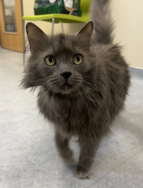 Coco, an adoptable Domestic Medium Hair in Arlington, VT