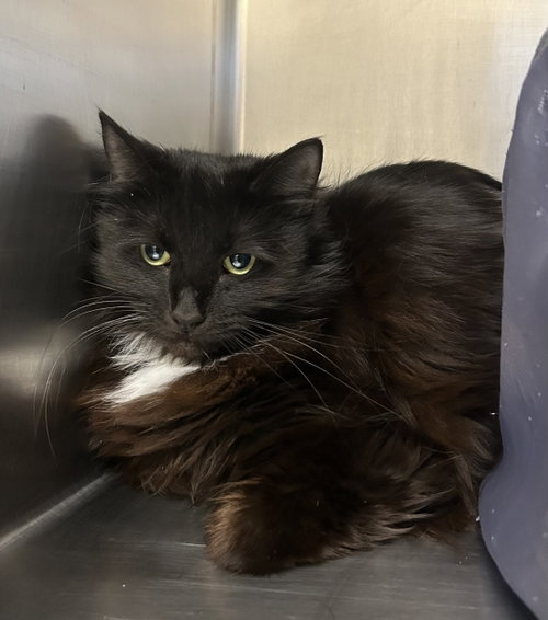Esme, an adoptable Domestic Medium Hair in Arlington, VT