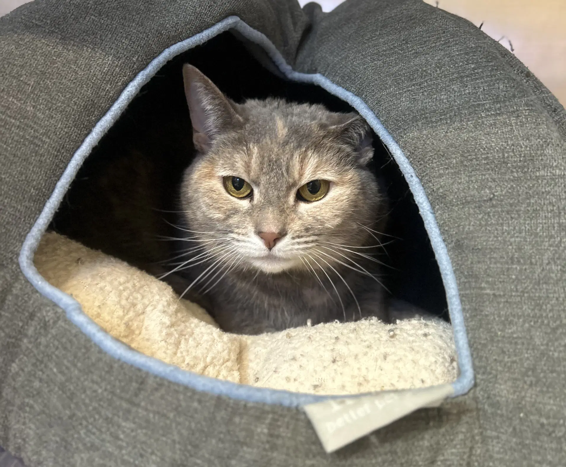 Hazel - Domestic Short Hair