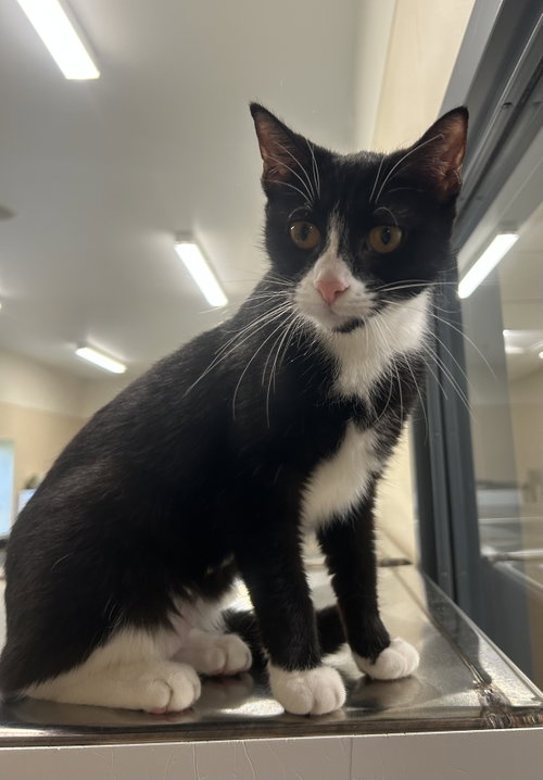 Grace, an adoptable Domestic Short Hair in Arlington, VT