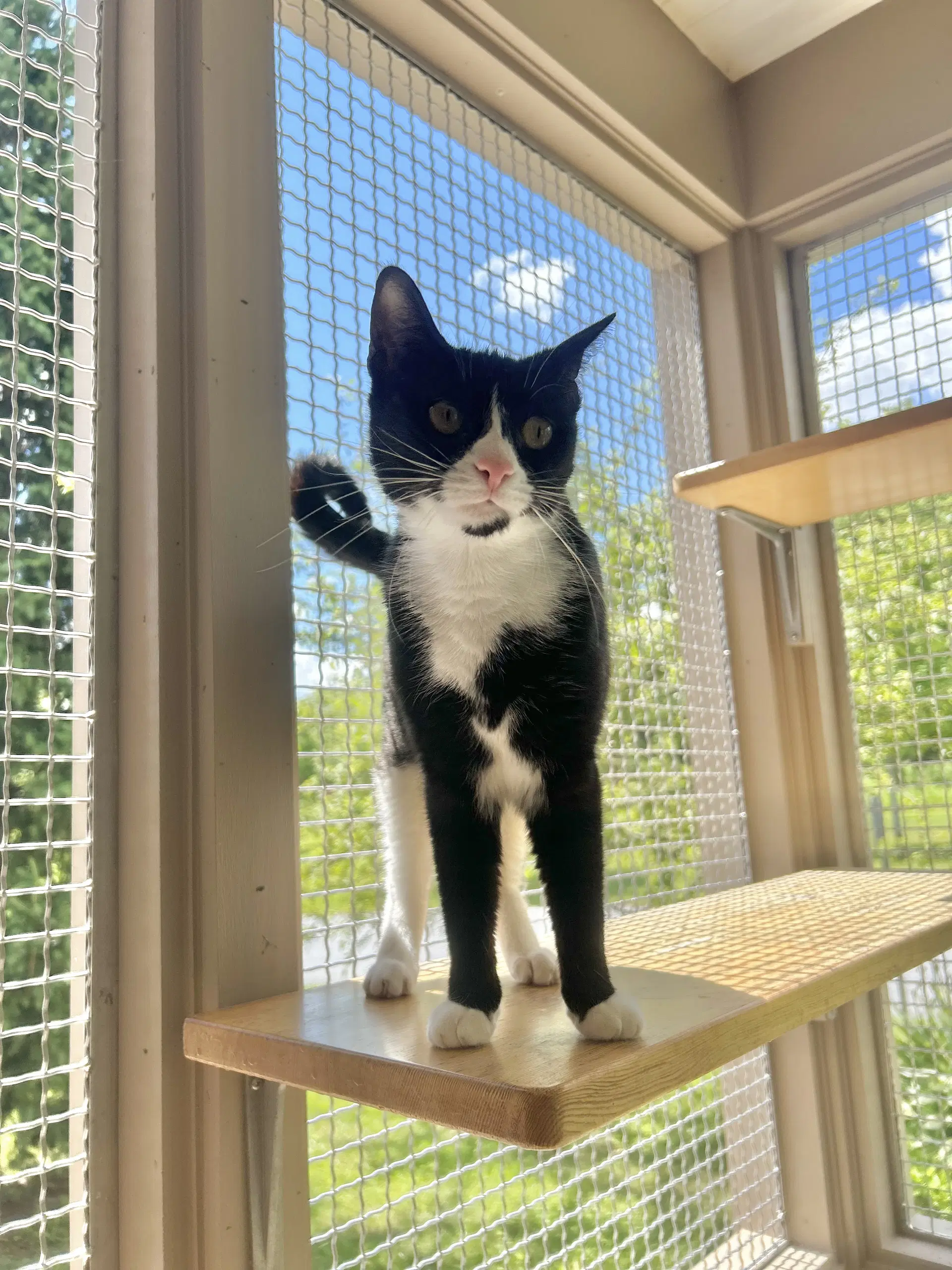 Grace - Domestic Short Hair