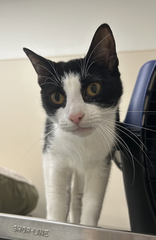 Abby, an adoptable Domestic Short Hair in Arlington, VT
