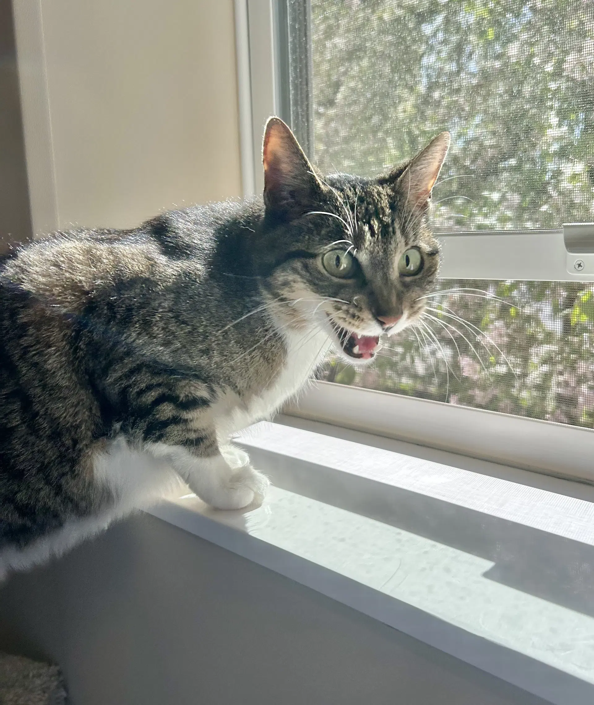 Charlotte - Domestic Short Hair