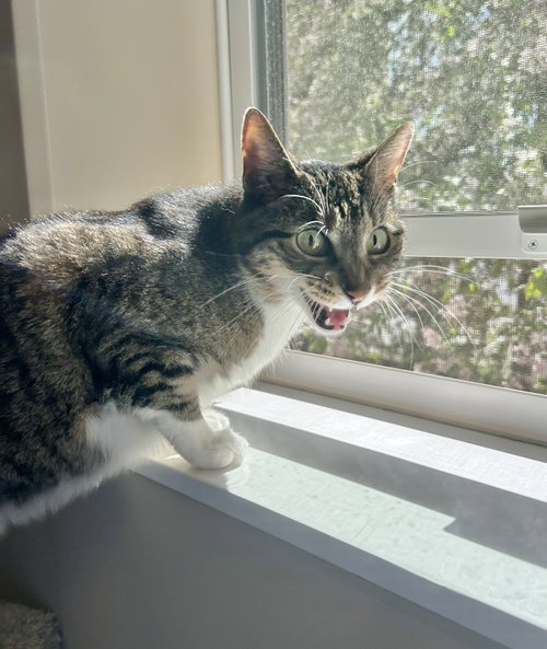 Charlotte, an adoptable Domestic Short Hair in Arlington, VT