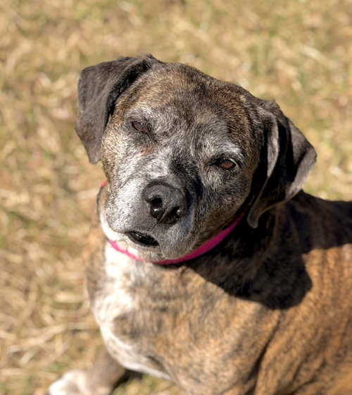 Mocha, an adoptable Hound in Arlington, VT