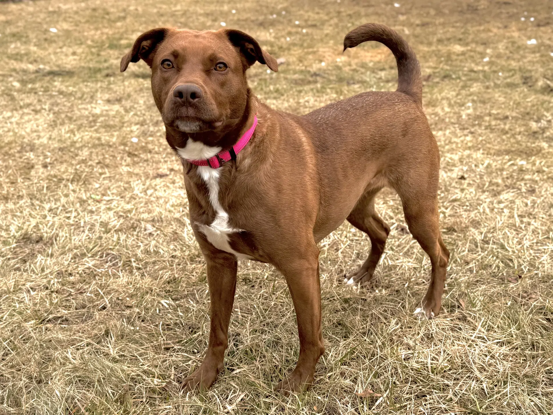 Mattie - Labrador Retriever