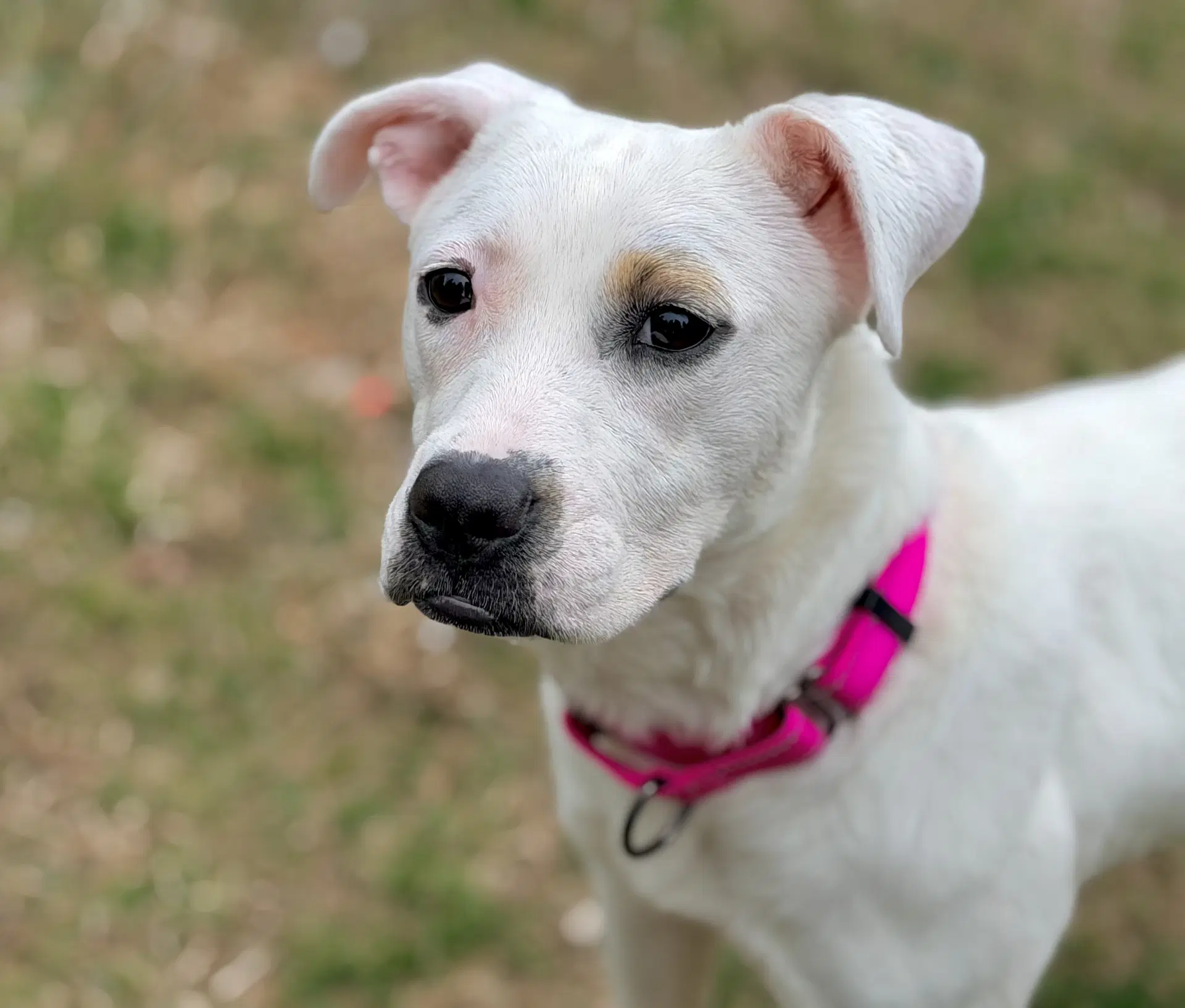 Nya - Miniature Bull Terrier