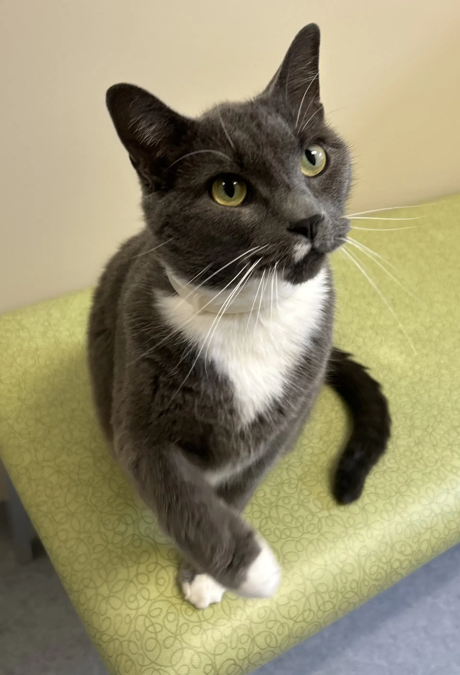 Sammy - Domestic Short Hair