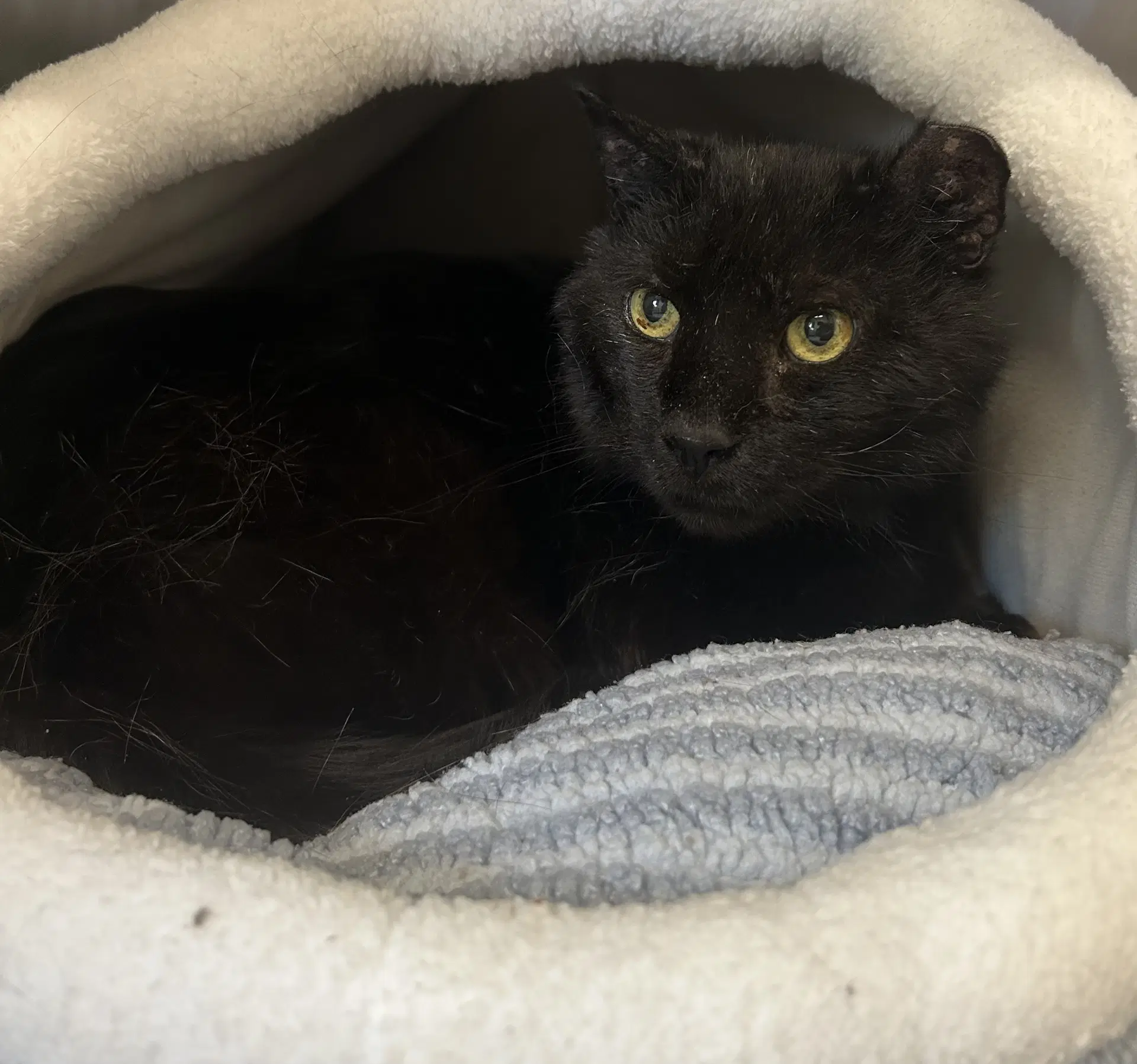 Salem - Domestic Short Hair