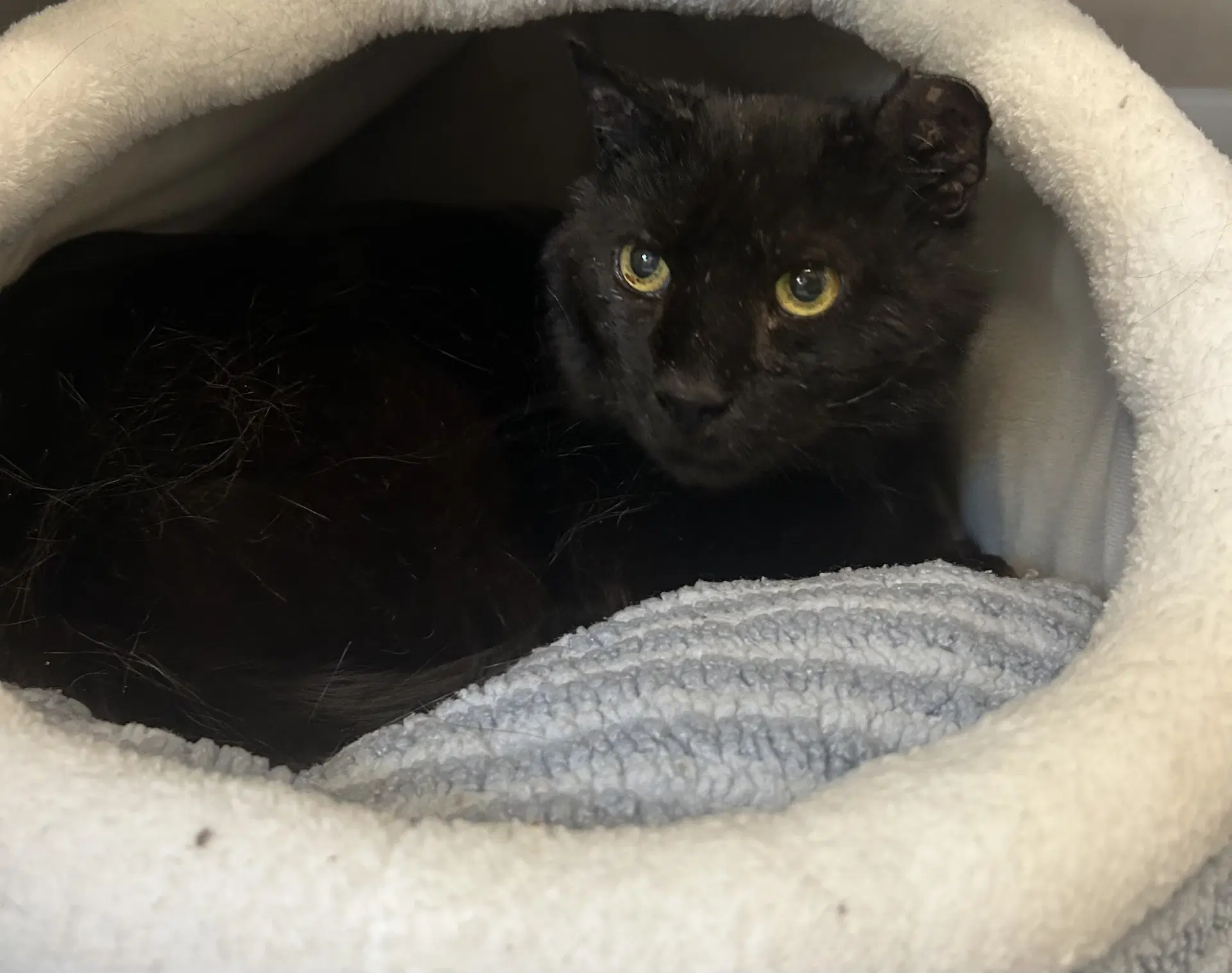 Salem image 2