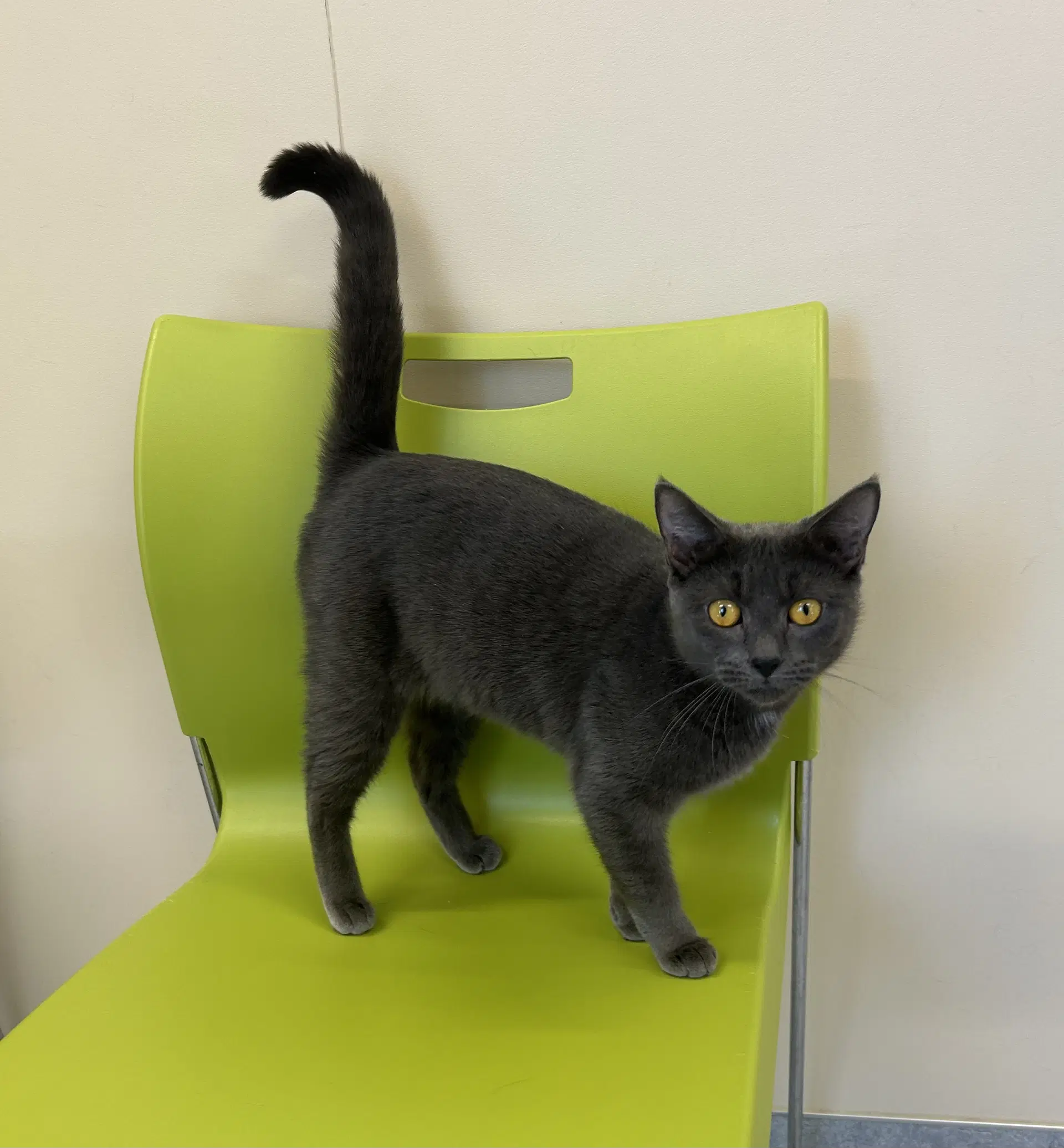 Ember - Domestic Short Hair