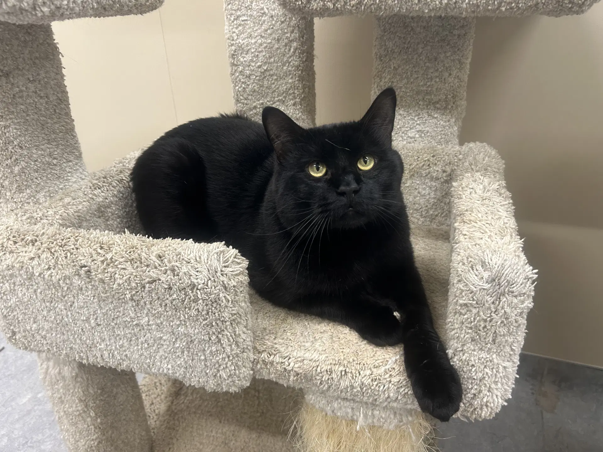 Brutus - Domestic Short Hair