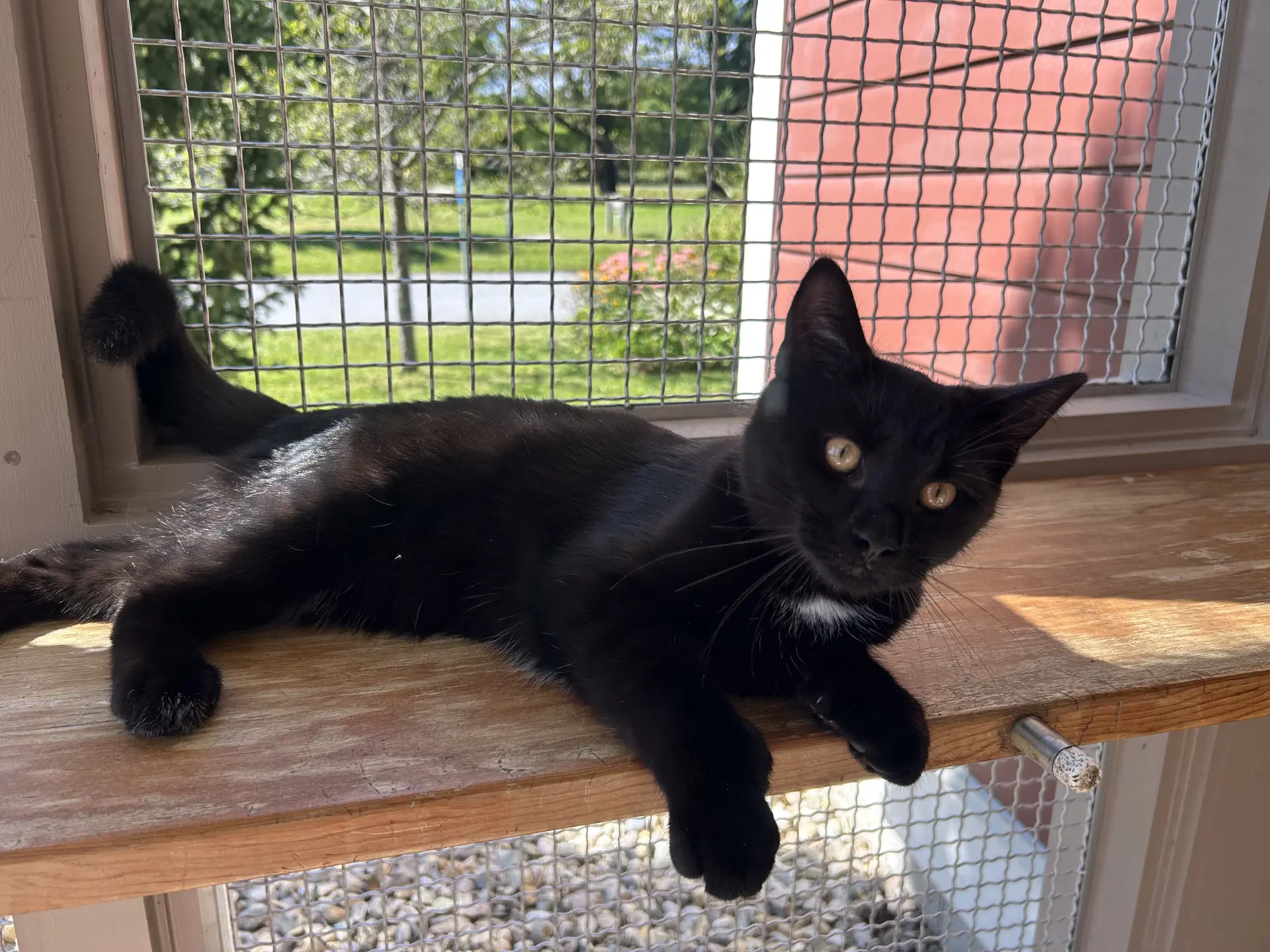 Ronnie - Domestic Short Hair