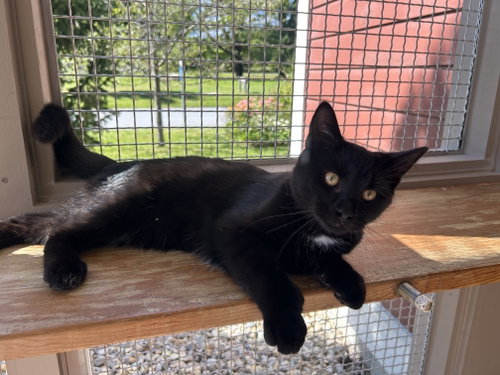 Ronnie, a cat for adoption from Second Chance Animal Center