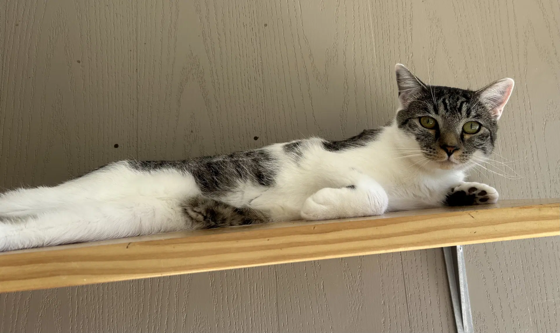 Zoltar - Domestic Short Hair