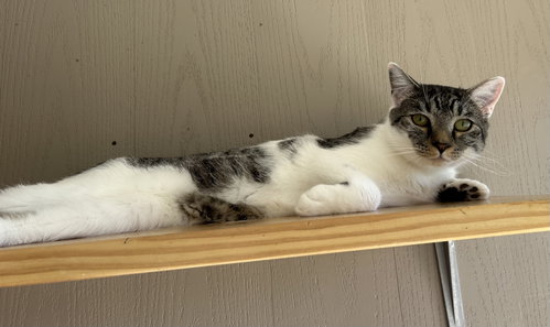 Zoltar, a cat for adoption from Second Chance Animal Center