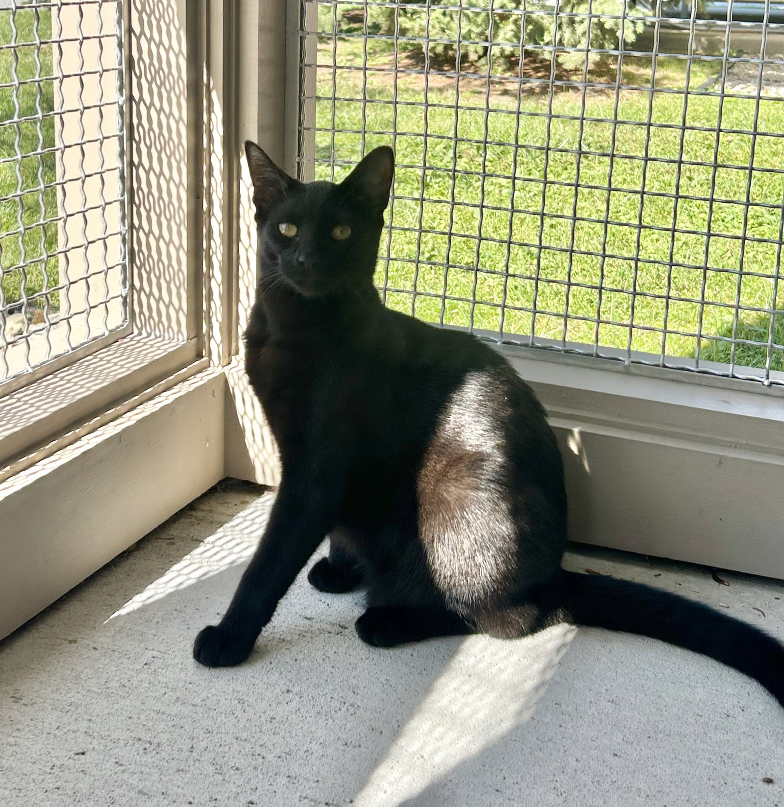 Nora, Domestic Short Hair