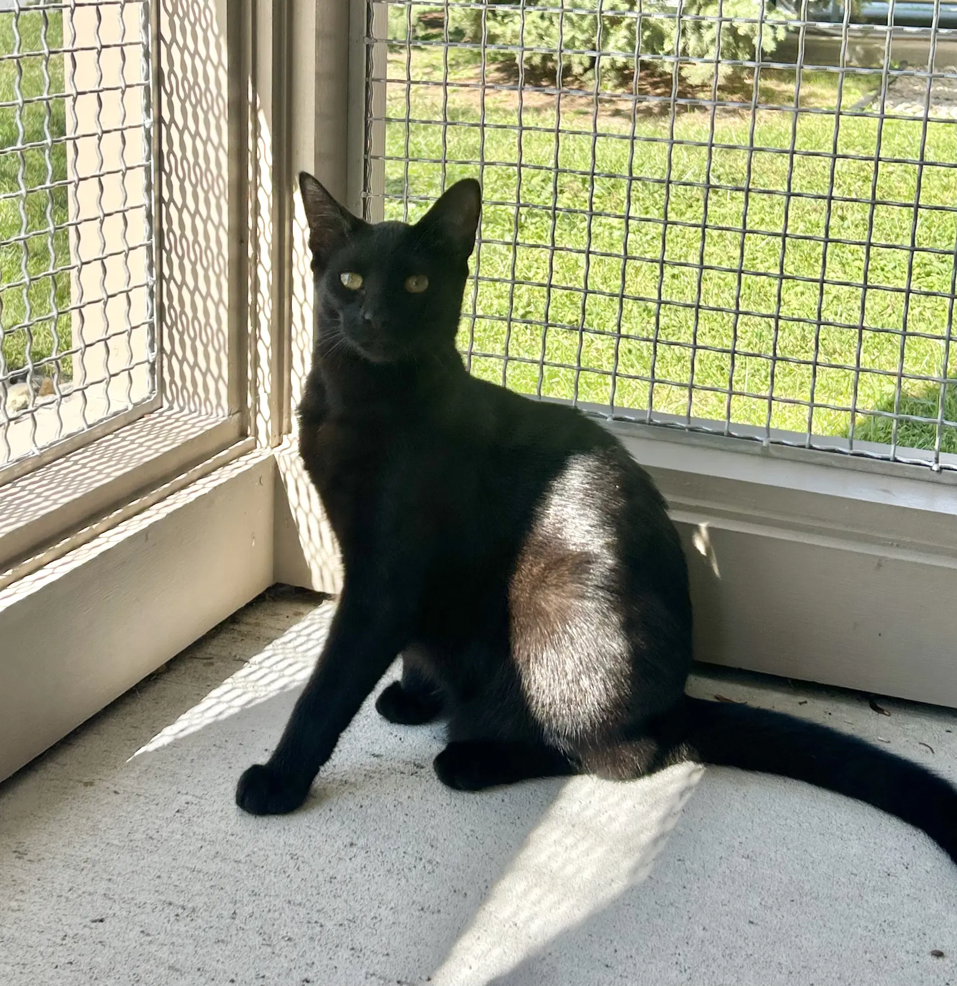 Nora - Domestic Short Hair