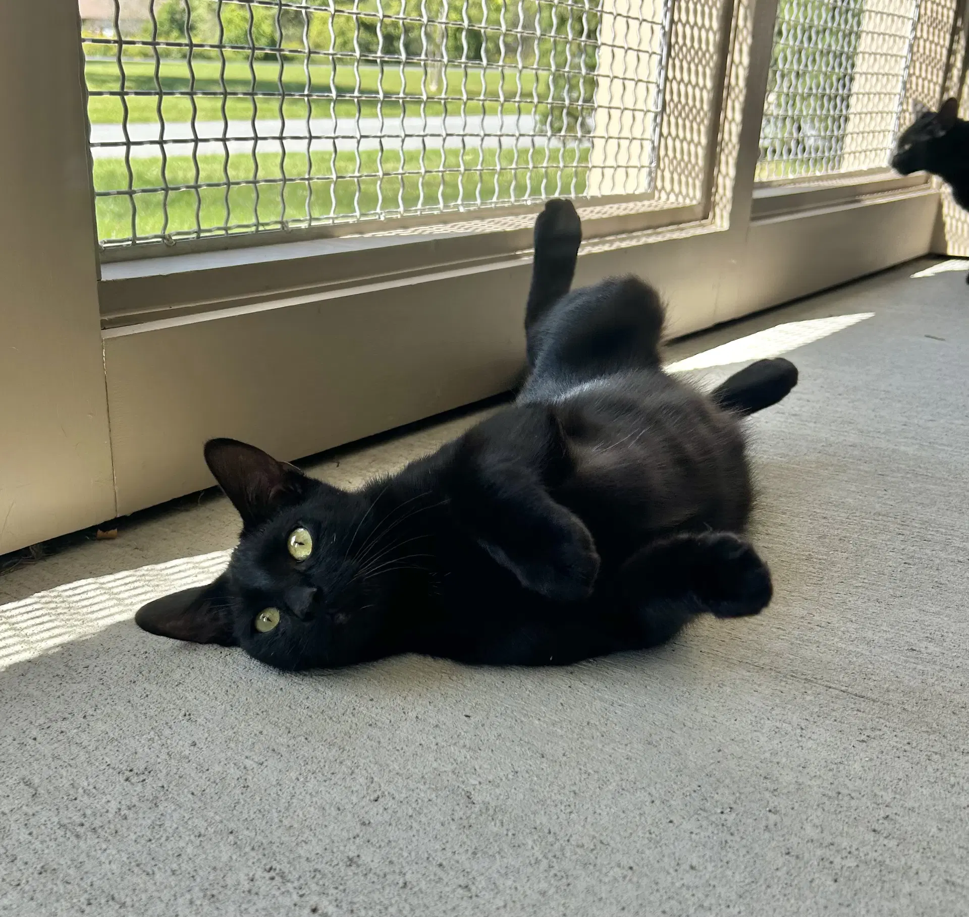 Larkin - Domestic Short Hair