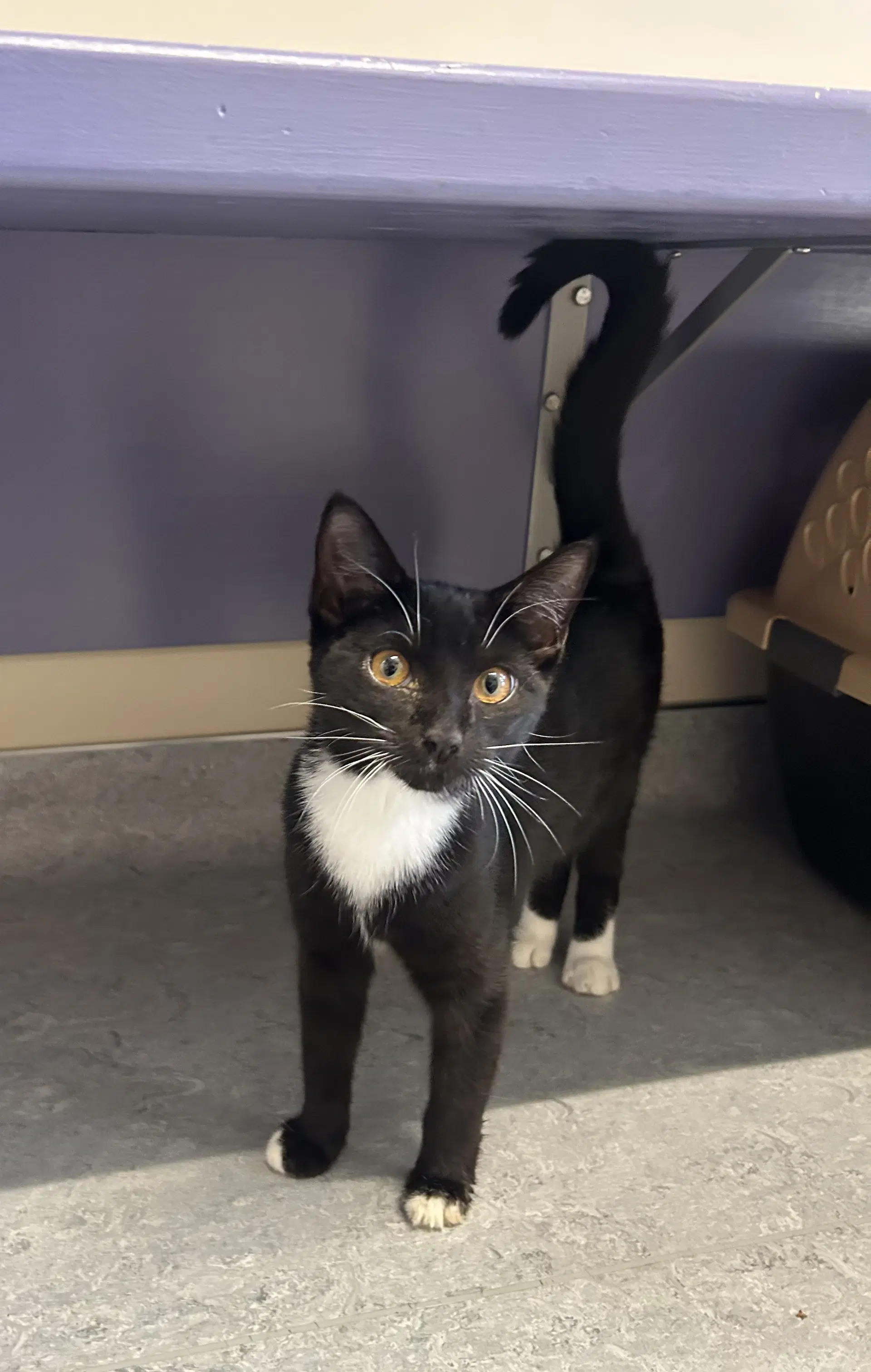 Peter Pan  Tinkerbell - Domestic Short Hair