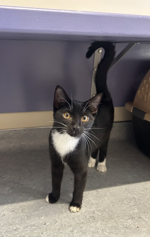 Peter Pan & Tinkerbell, a cat for adoption from Second Chance Animal Center